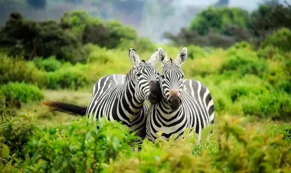 Two zebras in vibrant greenery showcasing African wildlife in their natural habitat.